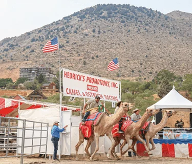 International Camel & Ostrich Races