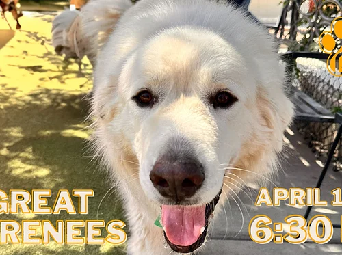 Great Pyrenees Meet Up