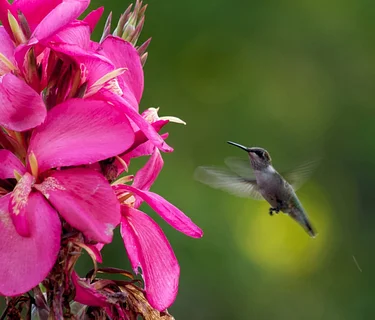 NEC Drop-in: Foods Webs in the Garden