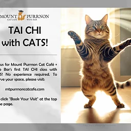 Tai Chi with Cats