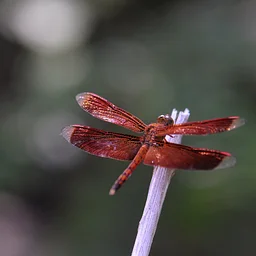 Bug Buddies: Dragonflies & Damselflie