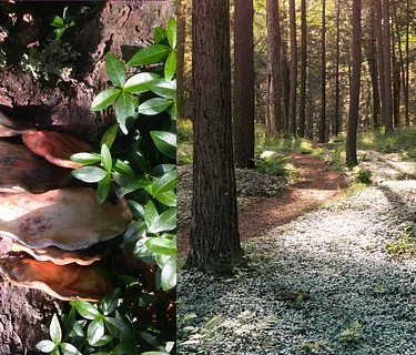 Morning Mushroom Hike with Mass Audubon