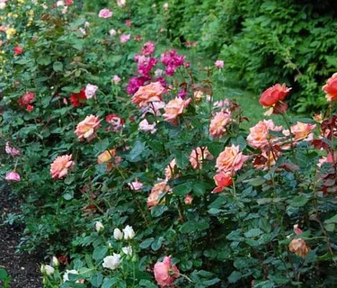 Stamp Your Passport Series: Glen Foerd and Andalusia Historic House, Gardens & Arboretum