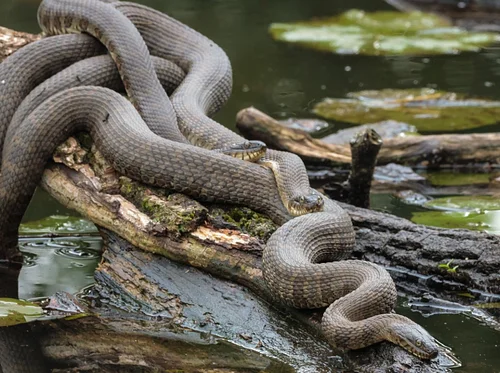 All About Snakes