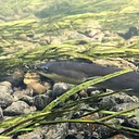The Science of Listening to Eels
