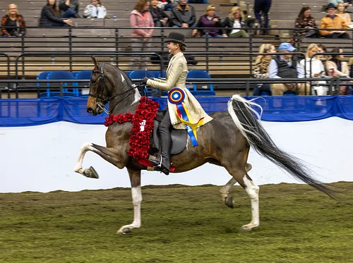 UPHA American Royal National Championship Horse Show
