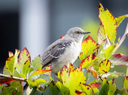 Brunch, Birds and Better Design with Jeffrey Train