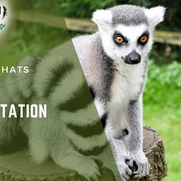 Stage Presentation