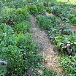 Mondays & Thursdays – Adult Garden Club