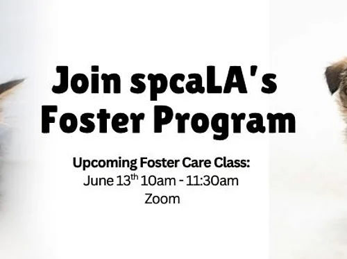 Foster Training Class – June 13th
