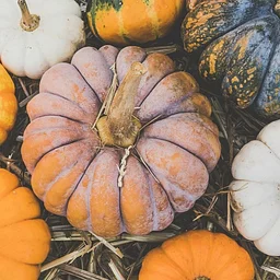 Everything Pumpkin 2026