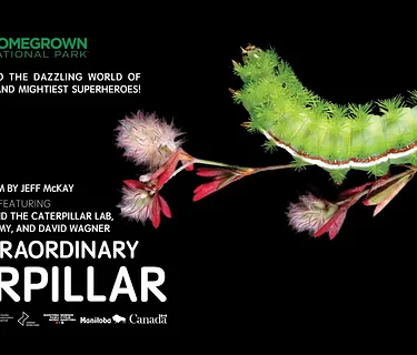 Earth Day Screening and Q&A: The Extraordinary Caterpillar