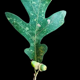 Eastern US Oaks: A Fire Ecology and Management Survey