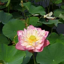 Plant Tour: The Lotus of Lan Su