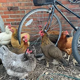 Chicken Keeping: Detroit Livestock Ordinance