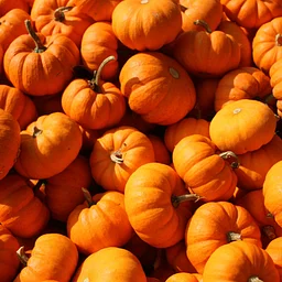 Perfect Pumpkins Mini Camp