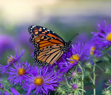 Eco-Family Programs: Monarch Madness