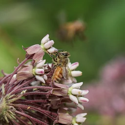 The Buzz on Bees