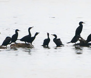 Aquatic Wild at Glen Foerd