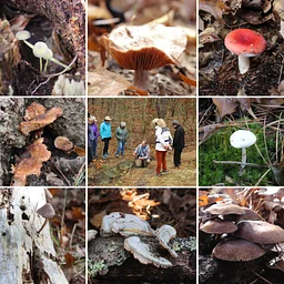 Fungal Ecology Field Class in the Cape Cod National Seashore