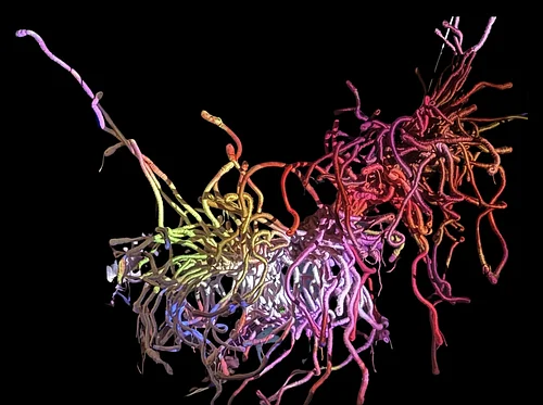 VIVID Fiber Curated Exhibition