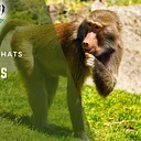 Baboons Chat