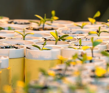 Plant Propagation: Section A