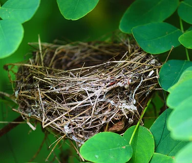 Spring Birding Class – Birds & Their Nests