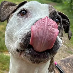 Sunday Fund-Day: Kitsap Humane Society