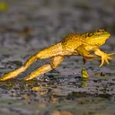 Awesome Amphibians