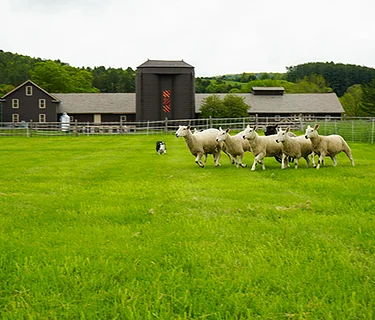 Family Sheep and Wool Celebration