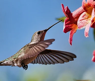 Gardening for Birds & Pollinators (Sold Out)