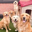 Annunal Golden Retriever Meet Up