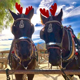Christmas on the Farm 2026