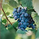 Vine to Vessel- Join us and become a winemaker for a day.