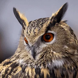 Animal Encounter: Raptor Responsible (For everyone ages 8+)