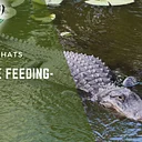 Reptile – Chucky Chat