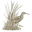 Marin Audubon Society