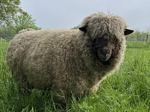 Meet our Animals: Friendly Finewool Sheep