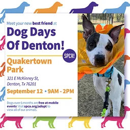 Mobile Adoptions @ Dog Days of Denton