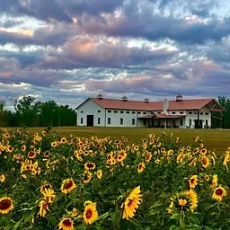 Wind Vineyards at Laurel Grove