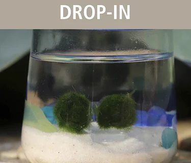 Marimo Moss Ball Drop-In