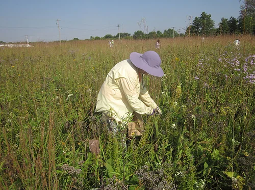 Prairie Rovers- Seed Collection at Loda