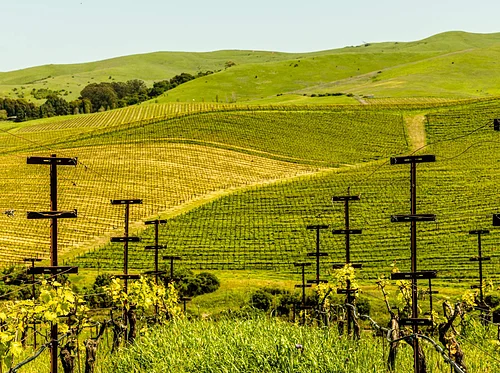Taste of Napa