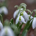 Director’s Garden & Estate Walk: Snowdrops and Other Minor Bulbs