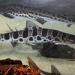 Shark & Ray Presentation