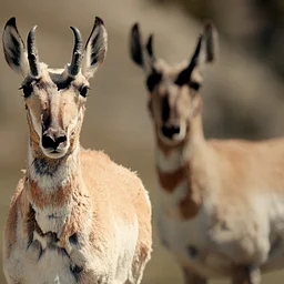 Pronghorn Passage – A Special Screening