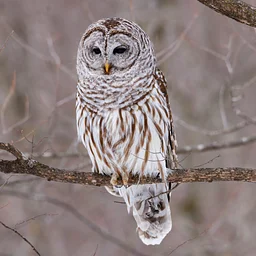 OWBC Meeting: Owl Vocalizations & Behavior