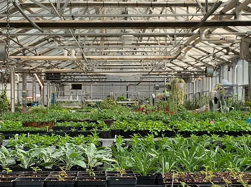 Spring Plant Sale