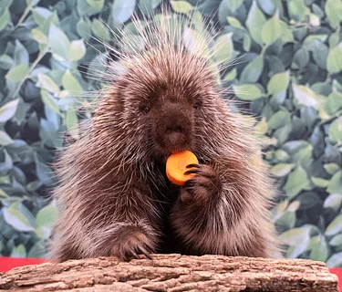 Nature Explorers – Animal Nutrition